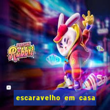 escaravelho em casa significado espiritual